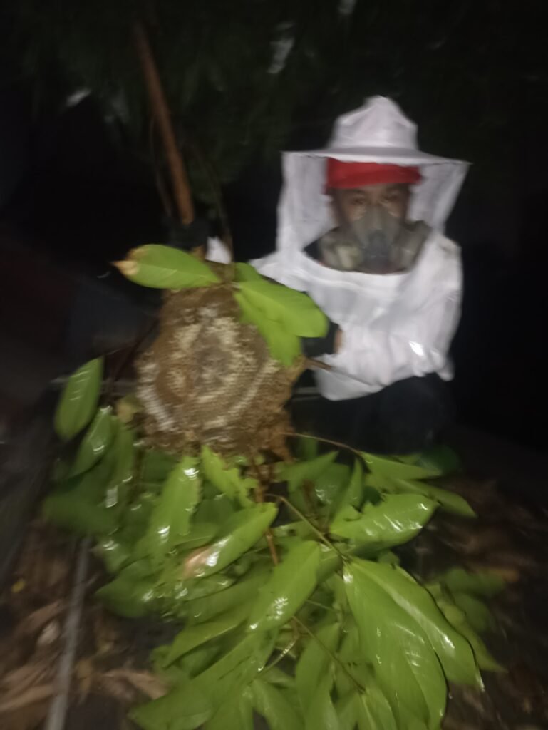 Jasa Pembasmi Tawon Terdekat