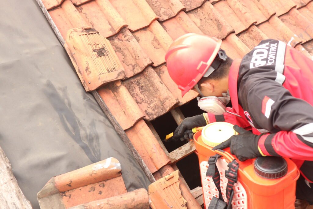 Basmi Kutu Kucing di Malang