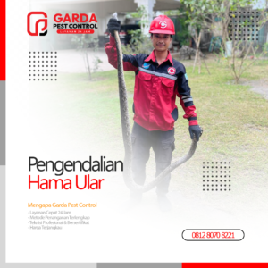 Jasa Pawang Ular Terdekat Pembasmi Ular Profesional di Malang